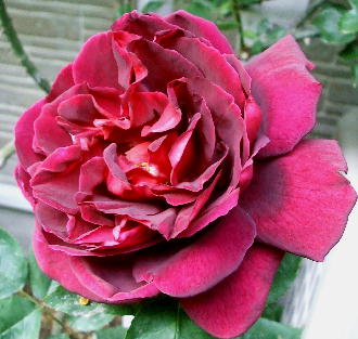 20080516 春の赤薔薇