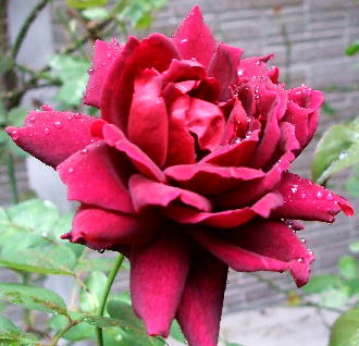 20081023 秋の赤薔薇