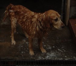シャンプーで泡だらけ.jpg