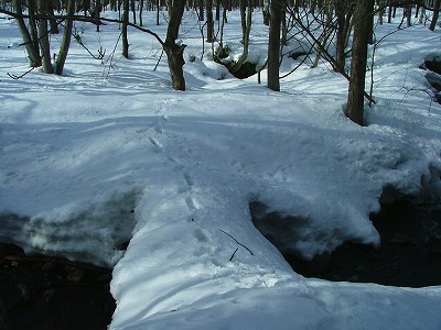 橋