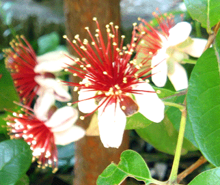 feijoa1.gif