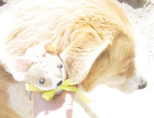 ミミ（2007/04/29）