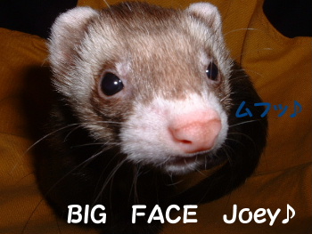 joeybigface.JPG