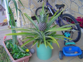 DSC00040.jpg