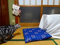 そぎゃんとこに隠れとらんで