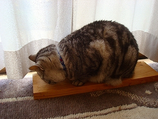 ｸﾝｸﾝ・ｸﾝｸﾝ