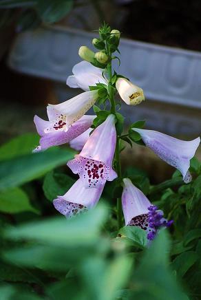 DSC_9712.JPG