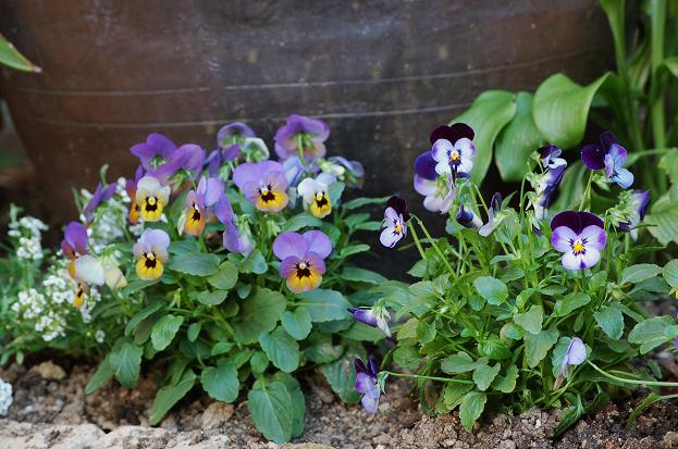 DSC_0005.JPG
