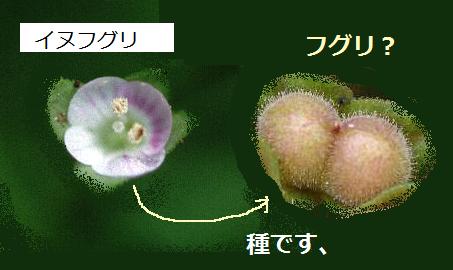 inunofuguri_l.jpg