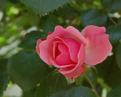 DSC_0450.JPG