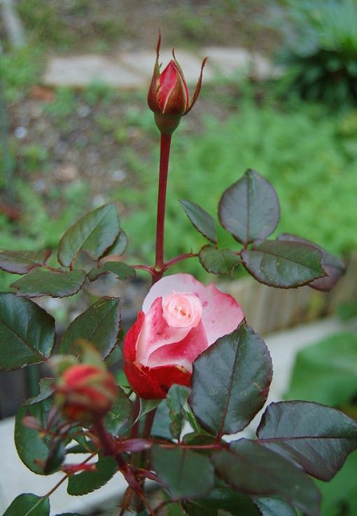 DSC_0198.JPG