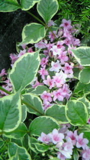 200805081857000.jpg