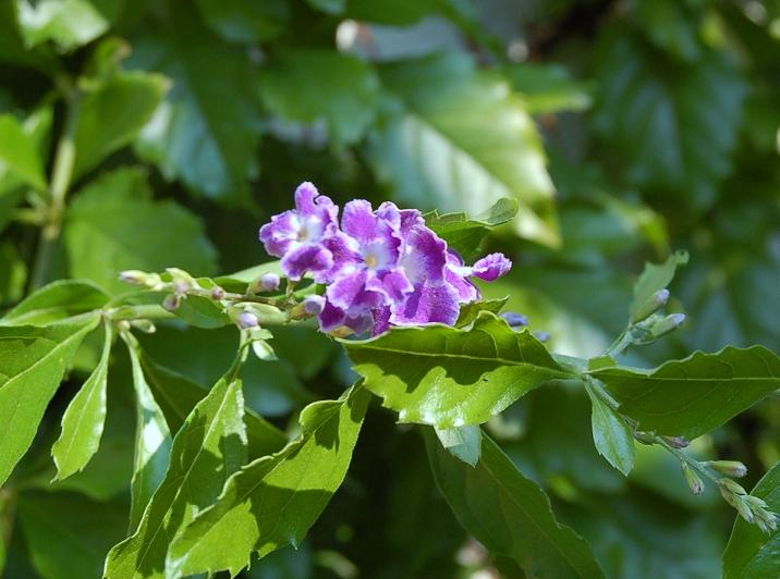 DSC_0161.JPG