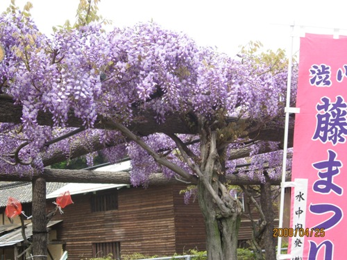 渋川公園の藤12a.jpg