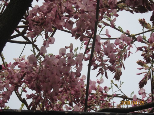 渋川公園の藤06a.jpg
