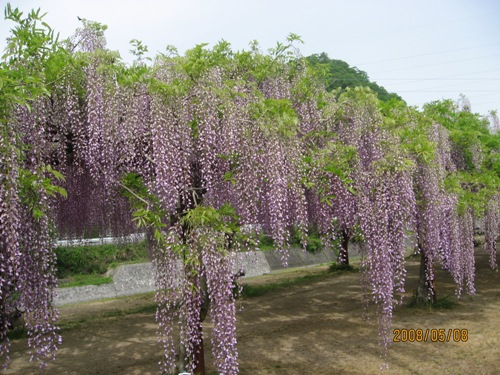 和気藤公園20a.jpg