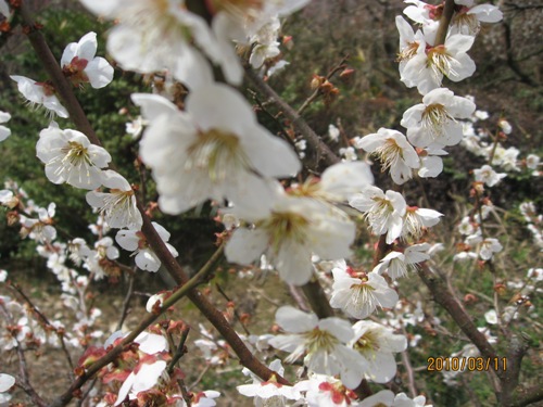 姫路綾部山梅林02.JPG
