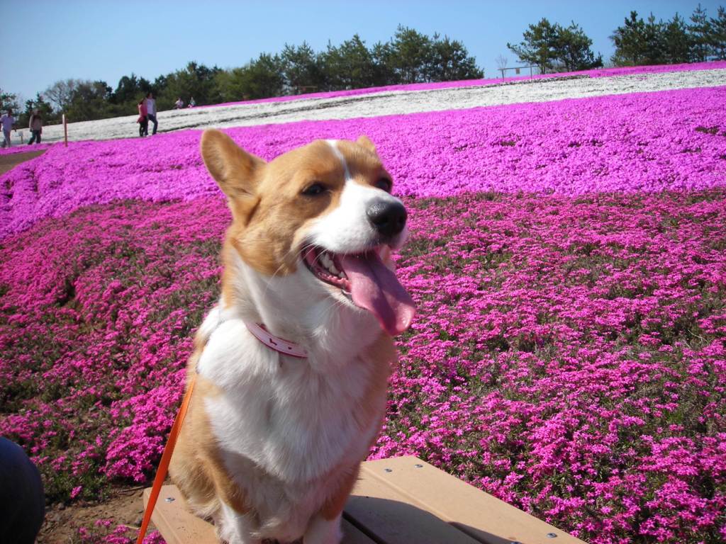 さくらと芝桜.JPG