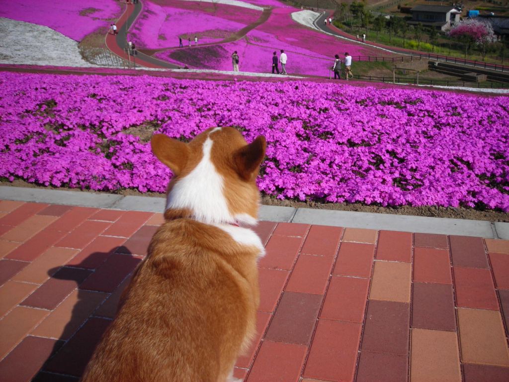 さくらと芝桜２.JPG