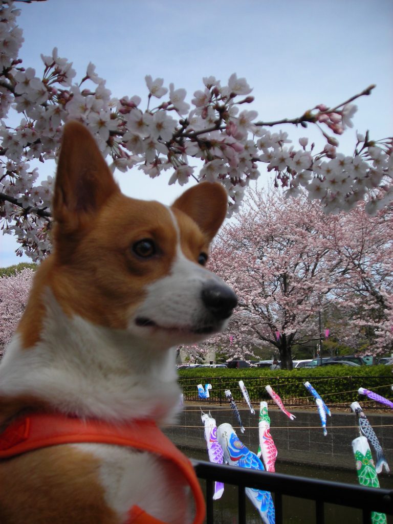 さくらと桜５.JPG