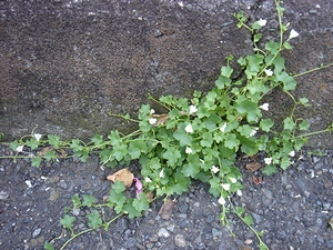 20100610-2.jpg