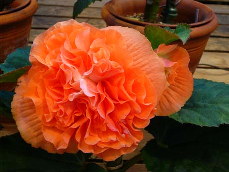 begonia8.jpg