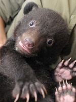 ツキノワグマの赤ちゃん.jpg