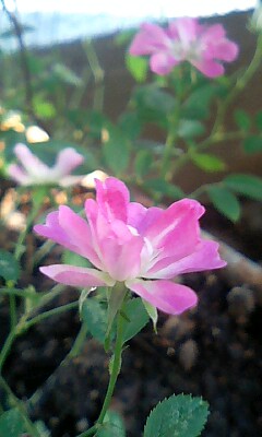 2007-11-11 15:19:56