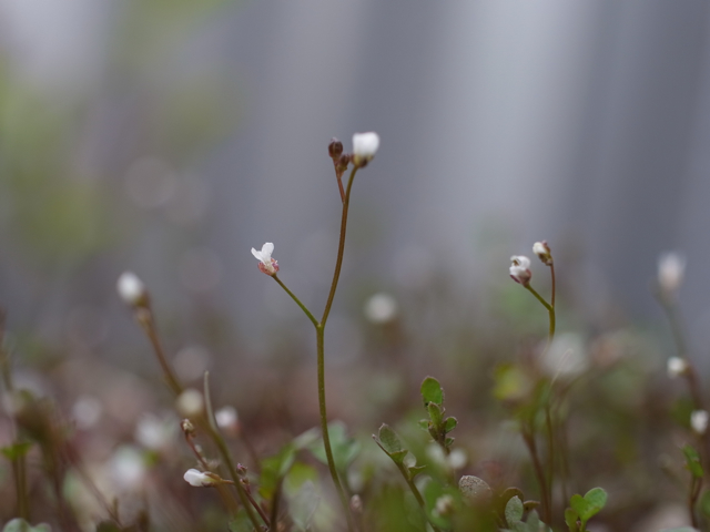 小さな花