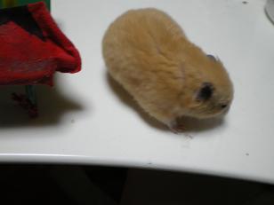 ダッチ