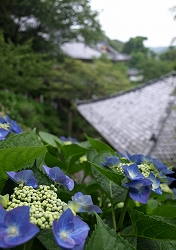 P6081086.jpg