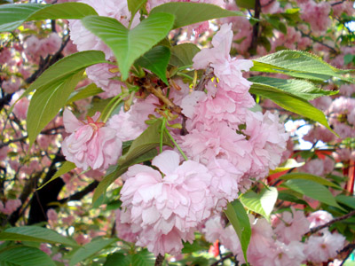 DSC04037.JPG