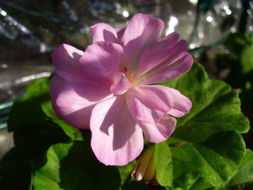 デーコンライラックミスト10/21