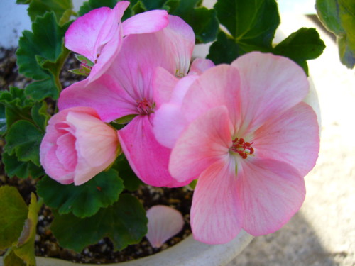 サーモンプリンセス10/21