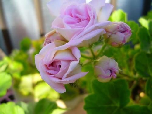 ミルフィーユローズ10/21