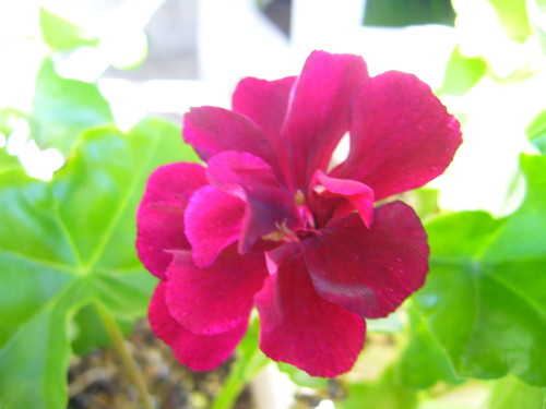 シビルトムキャット10/21