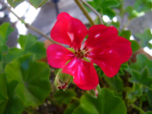 ルーレッタ10/21