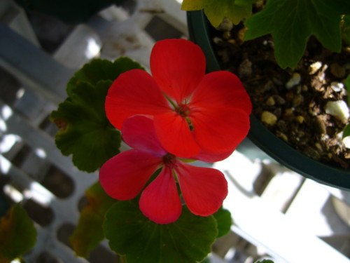 アベニダモザイクレッド10/21