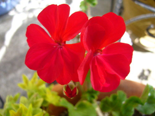 アメリカーナ10/21