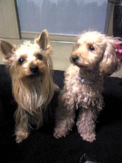 ヨーキー＆トイプー