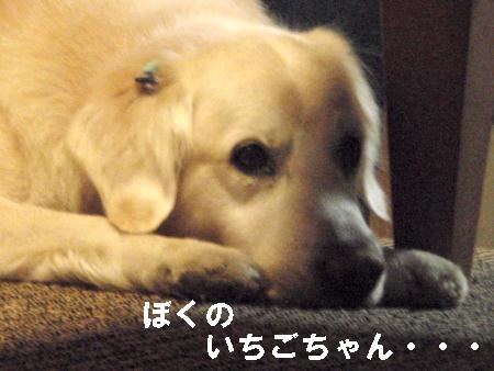 2009年1月14日-6