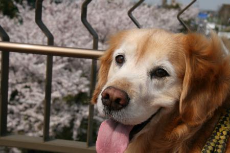 2009年4月8日
