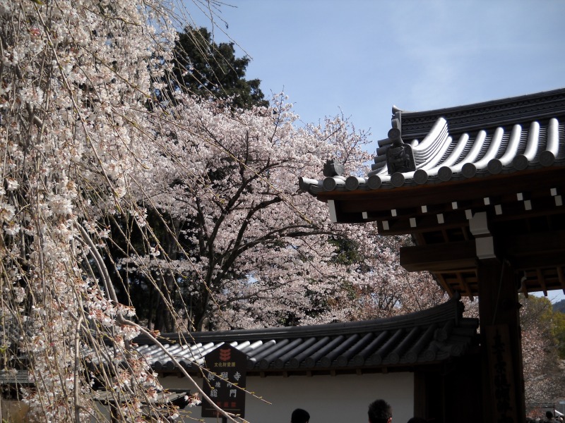 醍醐寺　門前　桜.jpg