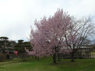 0429_桜.jpg