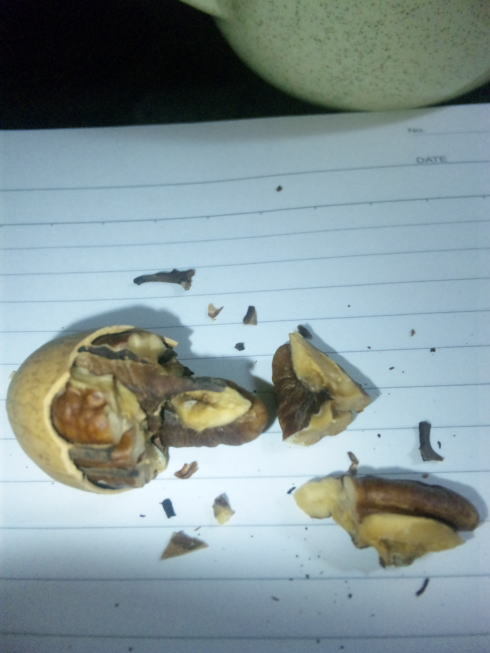 山核桃（サンカクトウ）