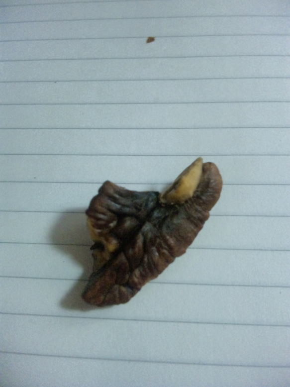 山核桃（サンカクトウ）