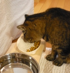 猫にやさしい食器　ＳＳ-3