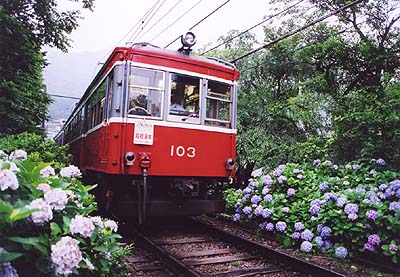 箱根あじさい-01