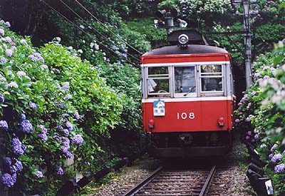 箱根あじさい-02