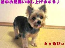 暑中お見舞いいもちゃん